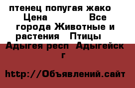 птенец попугая жако  › Цена ­ 60 000 - Все города Животные и растения » Птицы   . Адыгея респ.,Адыгейск г.